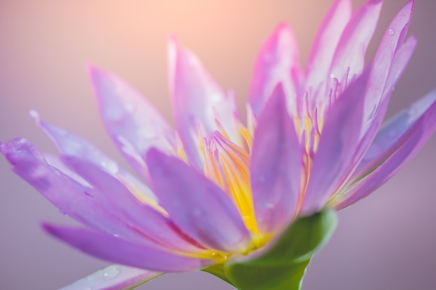 A aparência de uma flor de lótus roxa é uma bela