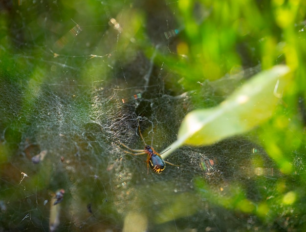 A aranha caça com sua teia ao pôr do sol