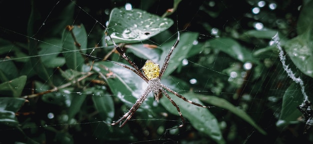 Foto a aranha com a sua teia