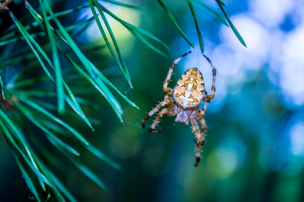 A aranha da floresta pesa na teia