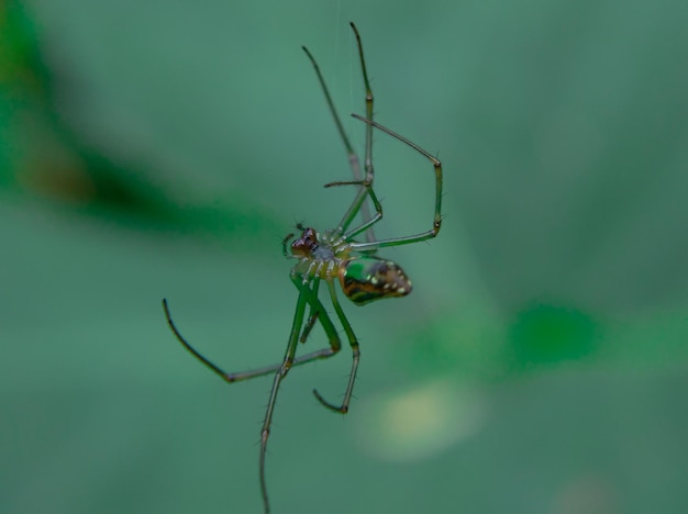 A aranha do pomar ou Leucauge Venusta é um tipo de aranha de mandíbula longa