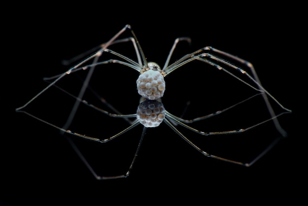 a aranha está carregando o ovo