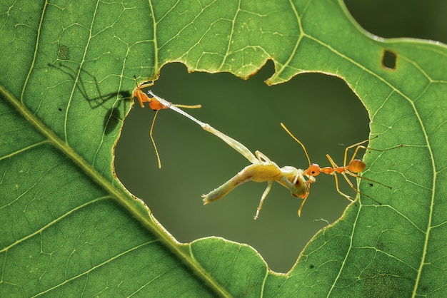 a aranha está guardando o ovo