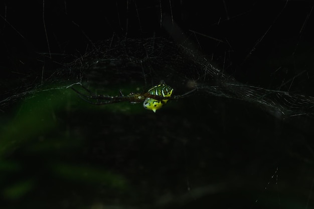 A aranha multicolorida Argiope tem uma barriga distintamente colorida