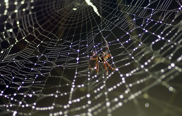 A aranha na rede com orvalho da manhã, em foco raso