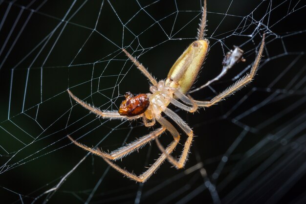 A aranha na web