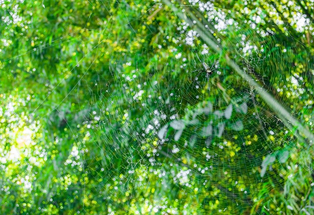 A aranha nas folhas e teias de aranha no ramo de bambu.