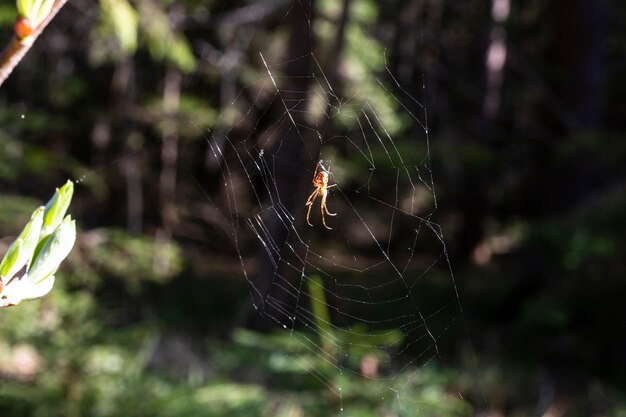 A aranha sobe na teia contra o fundo de uma floresta verde, verão