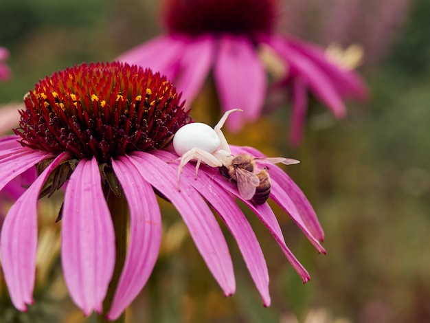 A aranha viúva branca (latrodectus pallidus) pegou uma abelha na flor de echinacea