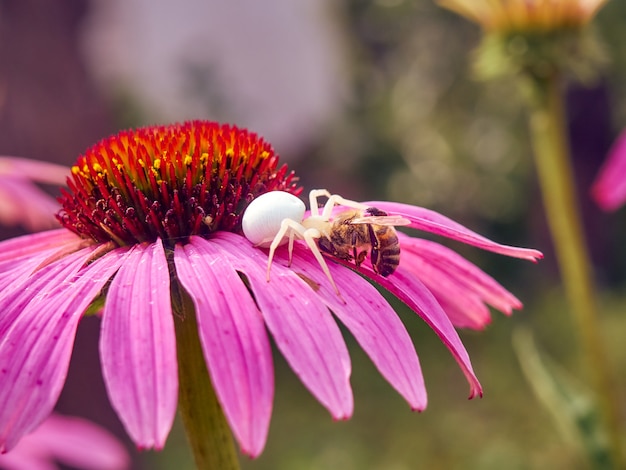 A aranha viúva branca (Latrodectus pallidus) pegou uma abelha na flor de Echinacea