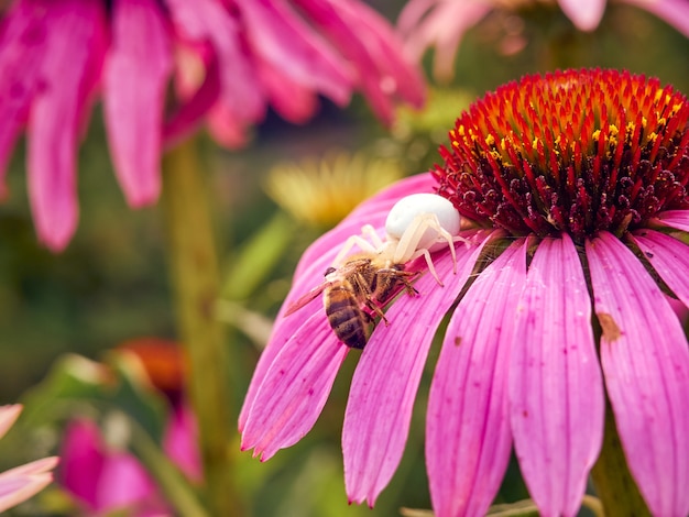 A aranha viúva branca (Latrodectus pallidus) pegou uma abelha na flor de Echinacea