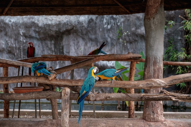 A arara azul e amarela está estando em uma vara.