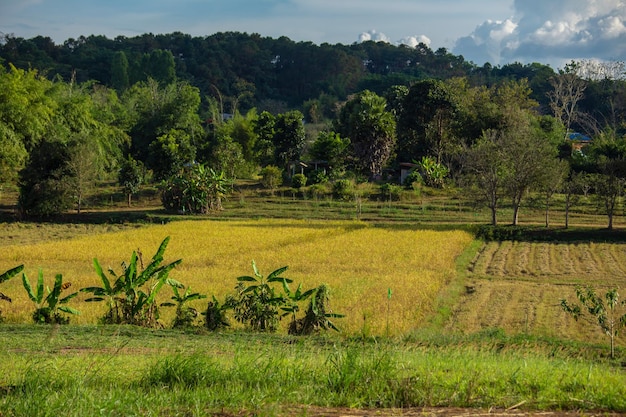 A área agrícola no planalto