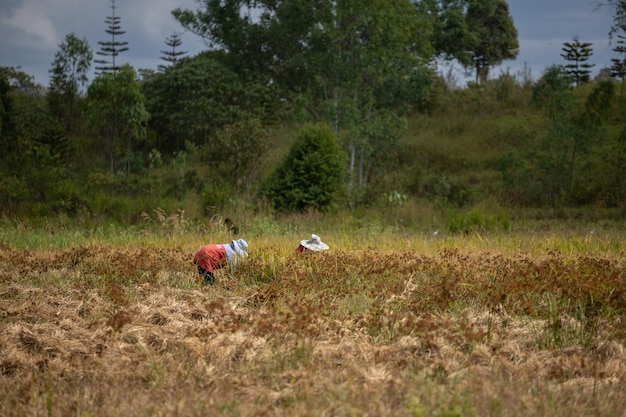 Foto a área agrícola no planalto