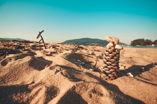 A areia com um pinheiro em um tiro paisagístico