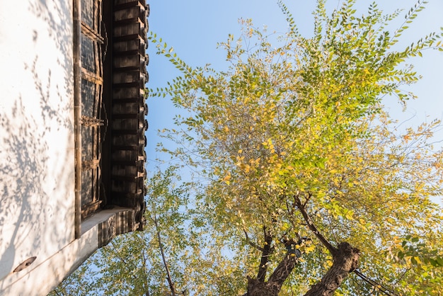 A arquitetura antiga de Huizhou e as folhas amarelas do outono.