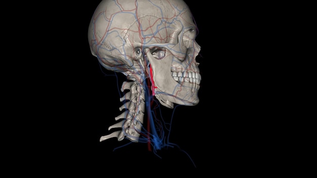 A artéria carótida externa é uma das principais artérias da cabeça e do pescoço.