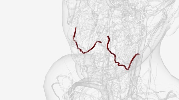 Foto a artéria facial é um ramo da artéria carótida externa que fornece as estruturas anatômicas da face superficial