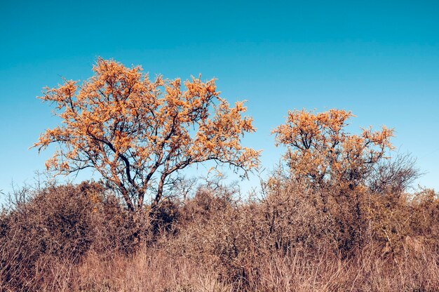 A árvore Chanar na floresta de Calden floresceu na primaveraLa PampaArgentina
