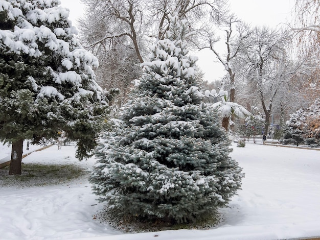 A árvore coberta de neve é perfeita como uma árvore de Natal
