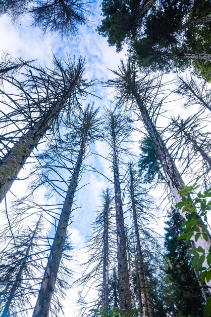 Foto a árvore cobre o horário de verão do céu azul