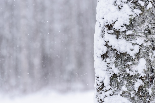 Foto a árvore cobriu com a neve pesada na estação do inverno em lapland, finlandia.