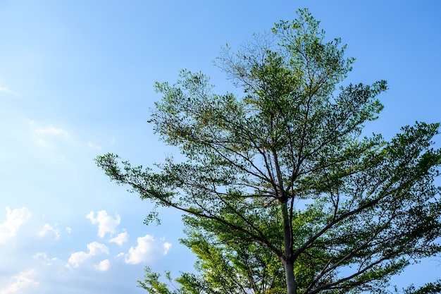 A árvore com fundo do céu