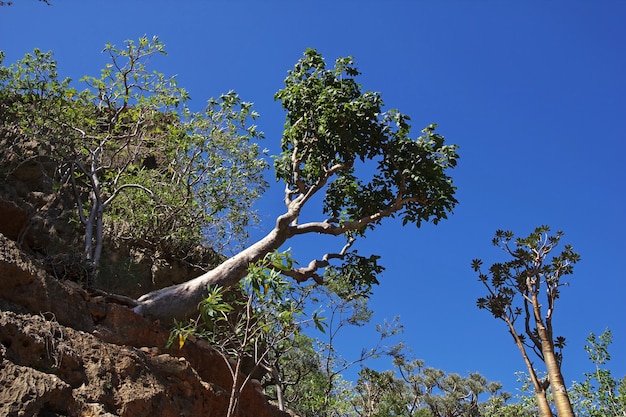 A árvore da garrafa na ilha de Ayhaft Canyon Socotra Oceano Índico Iêmen