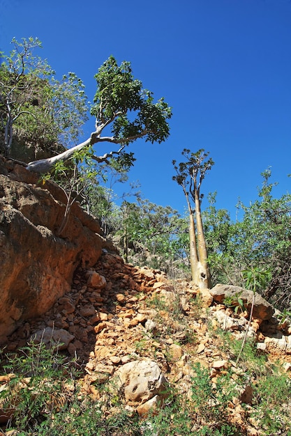 A árvore da garrafa na ilha de Ayhaft Canyon Socotra Oceano Índico Iêmen