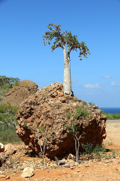 A árvore da garrafa na rocha Ilha de Socotra Oceano Índico Iêmen