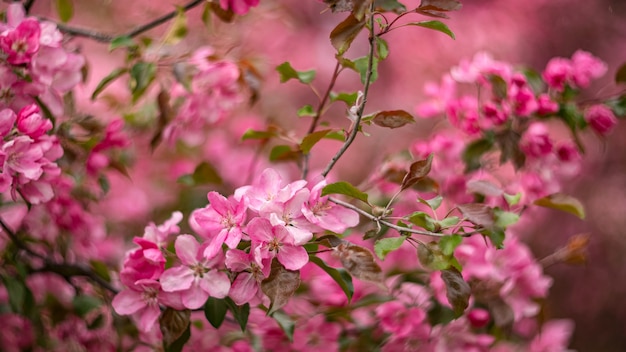 A árvore de Apple cor-de-rosa de florescência das flores jardina na primavera. Floral natural