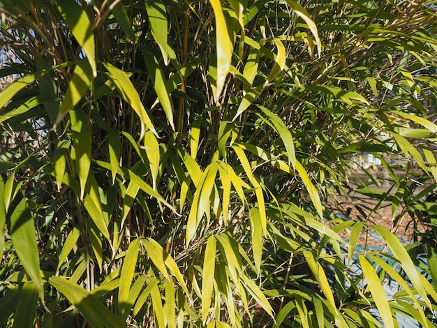 A árvore de bambu deixa o fundo