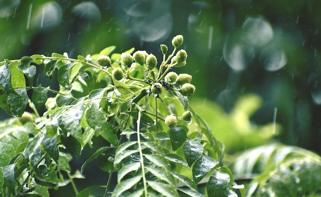 Foto a árvore de curry murraya koenigii ou árvore de folhas de curry e frutos na época com luz natural