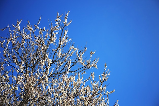 A árvore de damasco floresce no fundo do céu