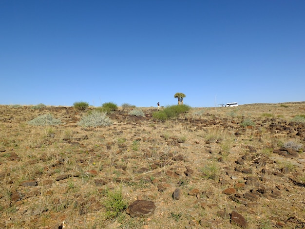 A árvore de dragão no deserto, Windhoek, Namíbia