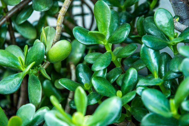 A árvore de jade é um dos amuletos da sorte mais poderosos da natureza