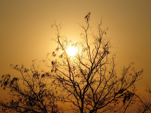 A árvore de silhueta no céu laranja