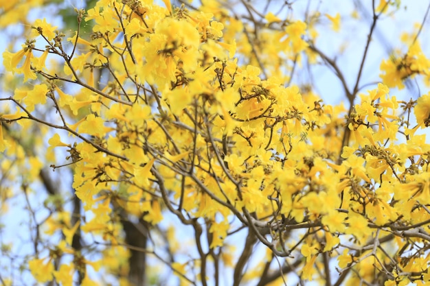 A árvore de trombeta amarela ou a árvore do ouro e nos países tropicais chamaram paraguaio.