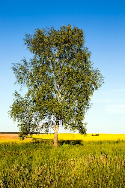 A árvore de uma bétula crescendo em um campo agrícola