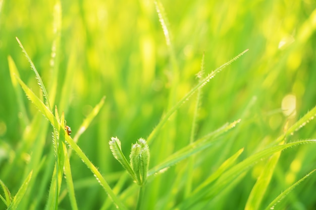 A árvore deixa o bokeh para o fundo da natureza e salvar o conceito verde, abstrato, macio e borrar o foco