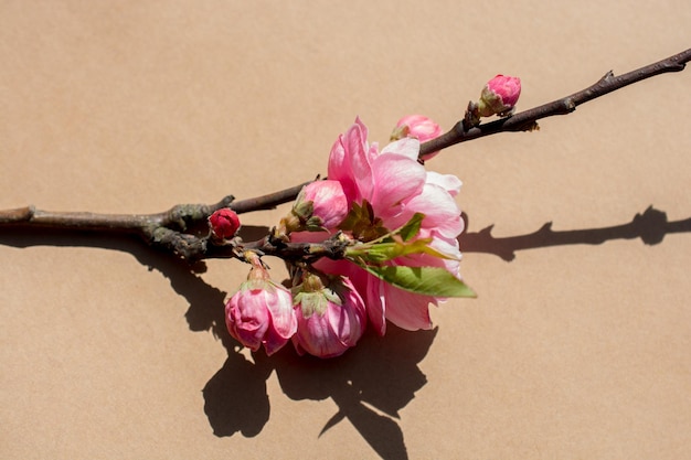 A árvore floresce floresce lindas flores em um fundo