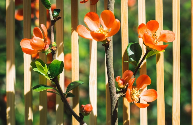 A árvore floresce lindas flores em um fundo