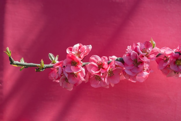 A árvore floresce lindas flores em um fundo