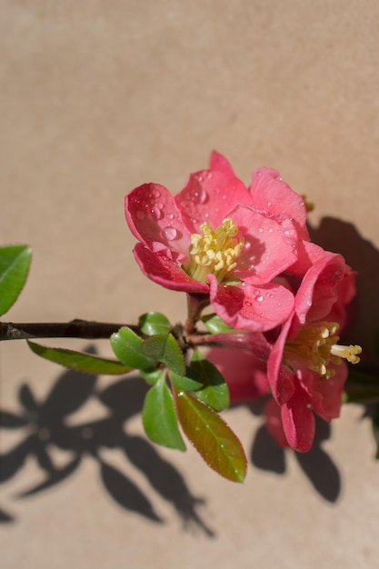 A árvore floresce lindas flores em um fundo