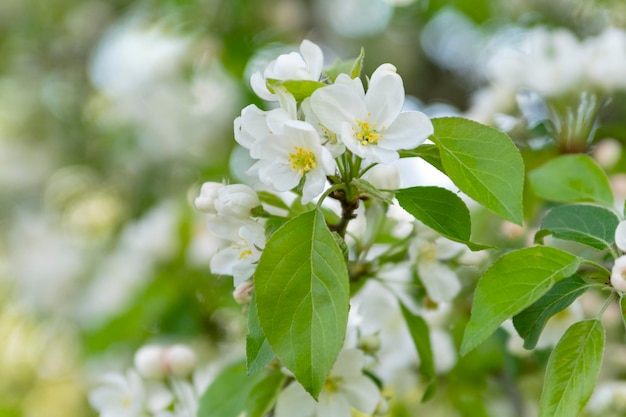 A árvore florescente fecha o galho da árvore com delicadas flores brancas e folhas jovens verdes brilhantes