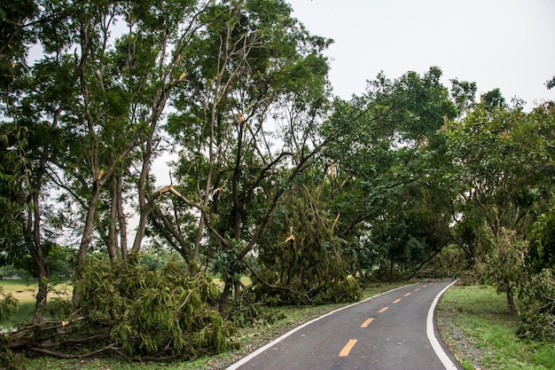 A árvore foi destruída pela intensidade da tempestade