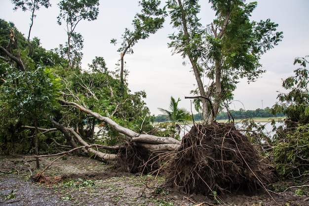 A árvore foi destruída pela intensidade da tempestade