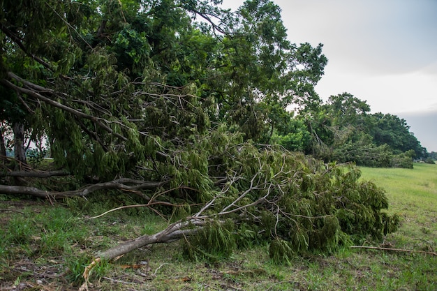 A árvore foi destruída pela intensidade da tempestade