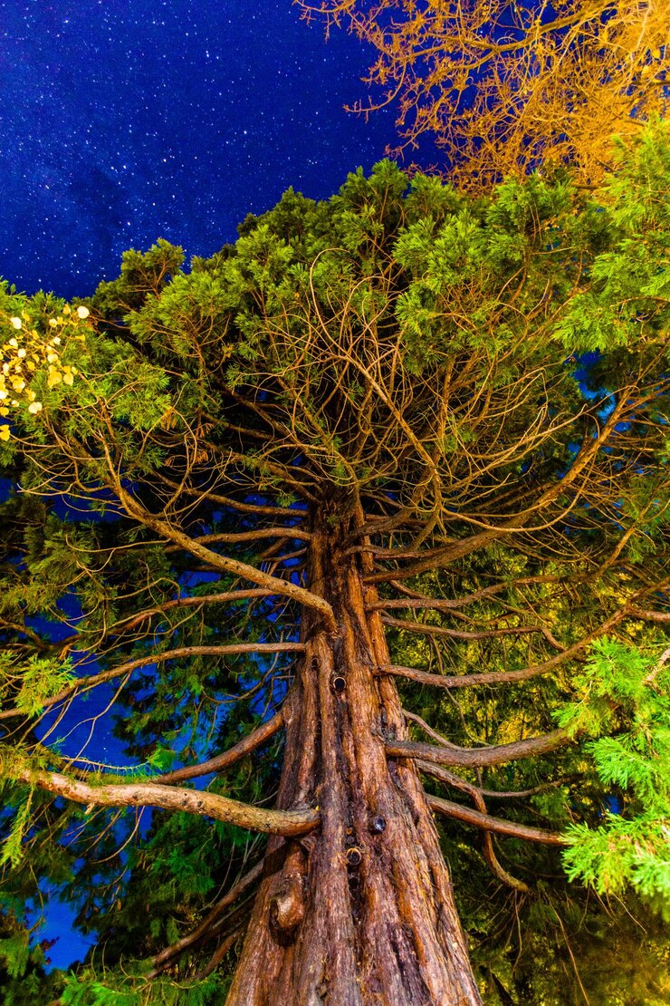 Foto a árvore gigante que brilhava na escuridão da noite - queenstown, nova zelândia