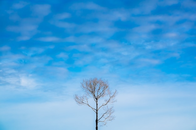 A árvore morta com céu azul